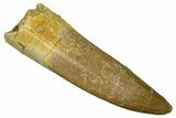Fossil Plesiosaur (Zarafasaura) Tooth - Morocco #369992-1
